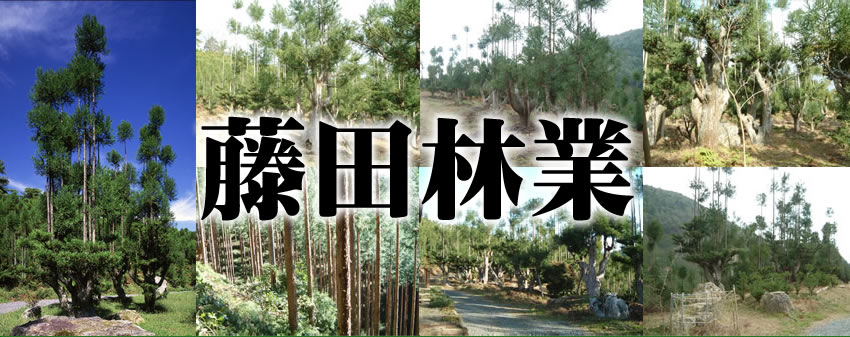 京都北山杉・北山台杉の事なら藤田林業にお任せください。